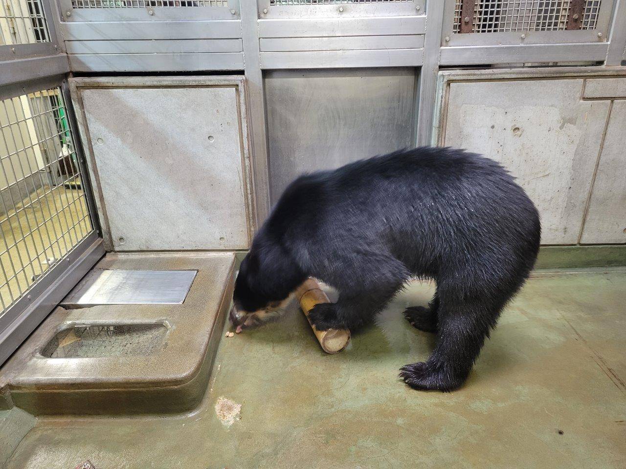 竹筒フィーダーを上手に転がし、中のペレットを出す雪雄①