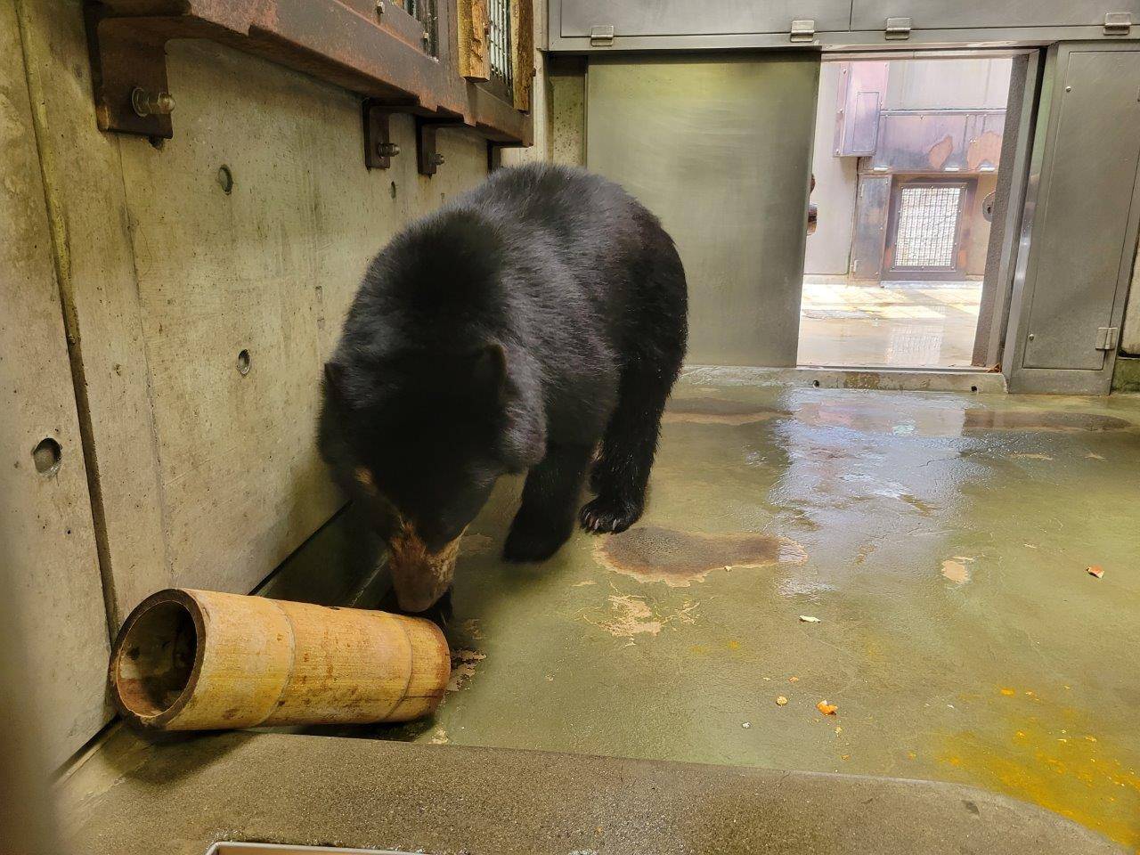 竹筒フィーダーをチェックする美雪①