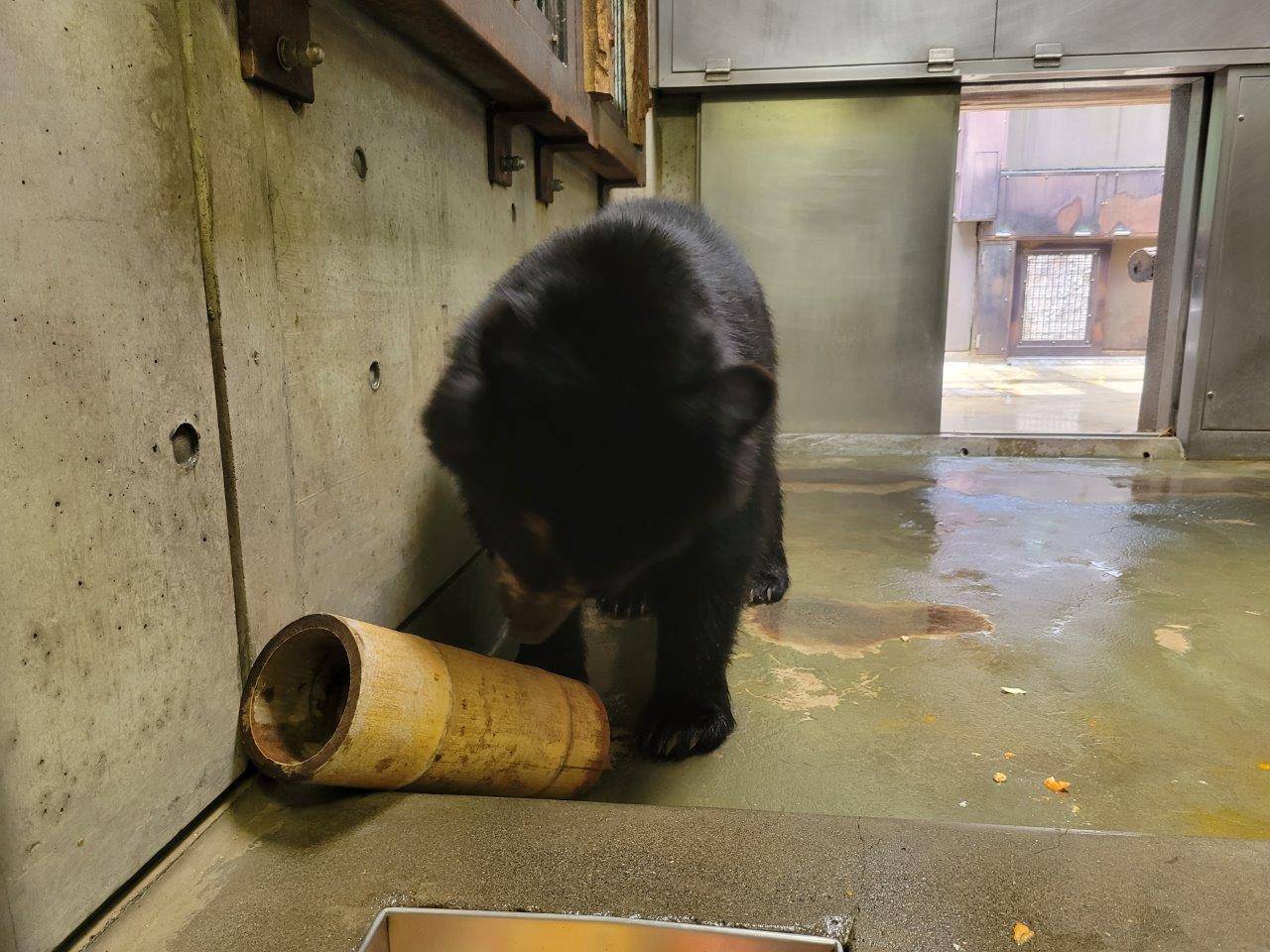 竹筒フィーダーをチェックする美雪②