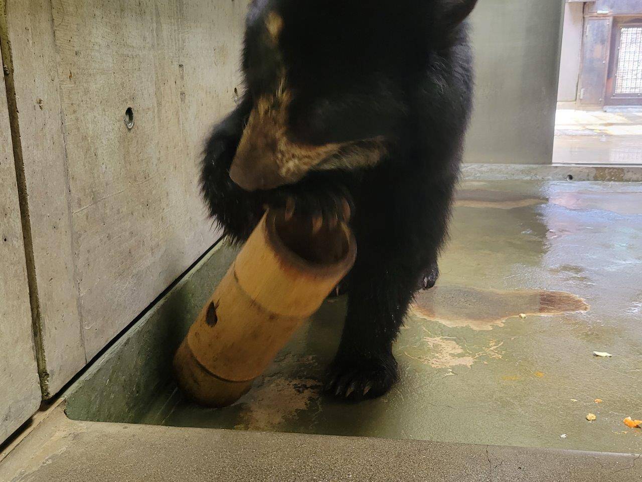 立っていた竹筒フィーダーを倒る美雪