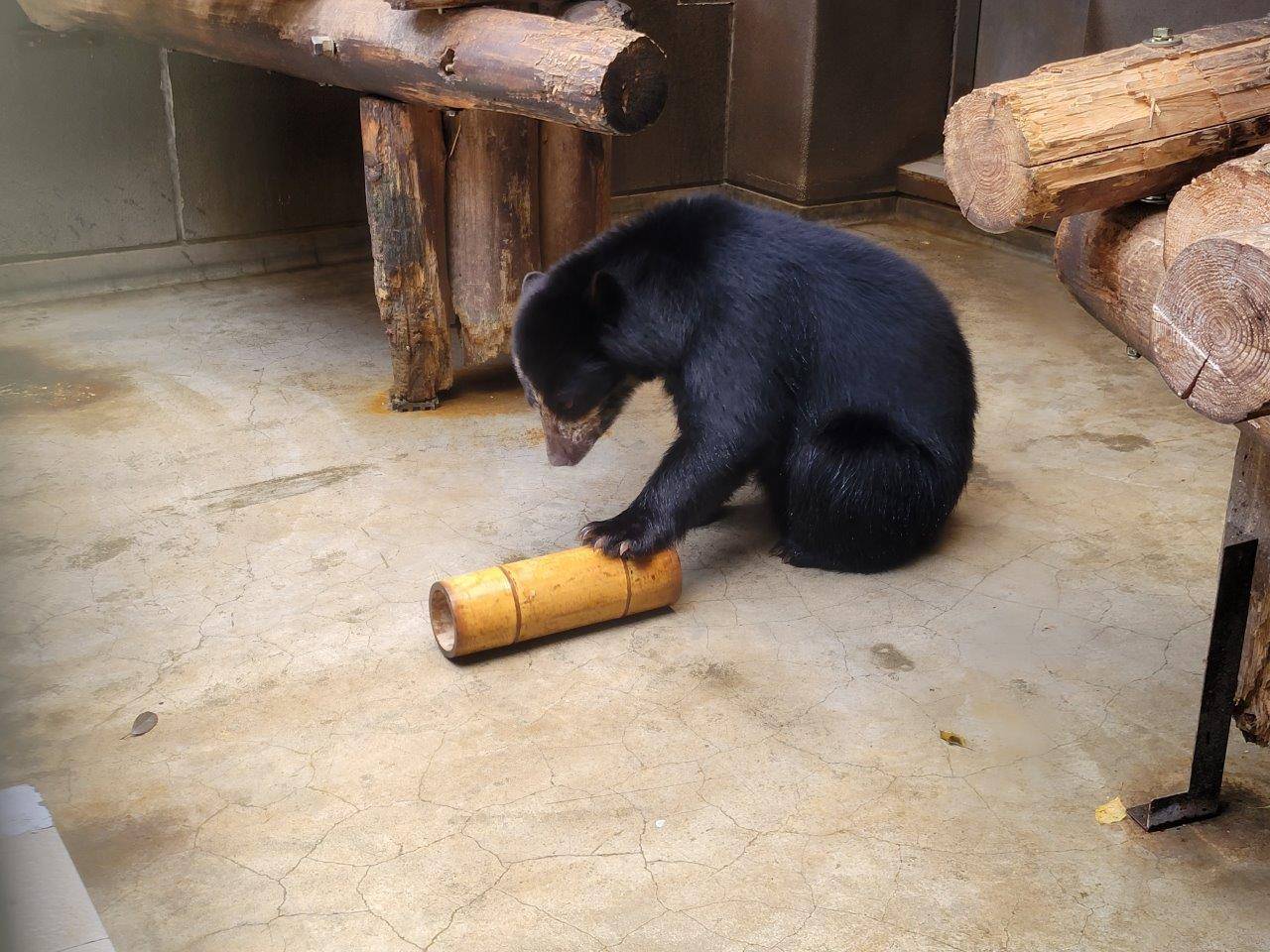 サブ運動場に移動させた竹筒フィーダーを上手に使う美雪①