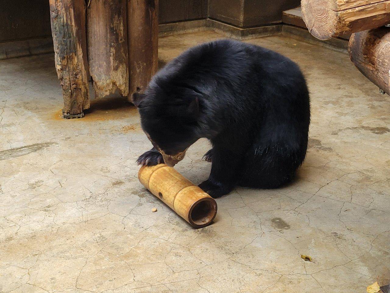 サブ運動場に移動させた竹筒フィーダーを上手に使う美雪②