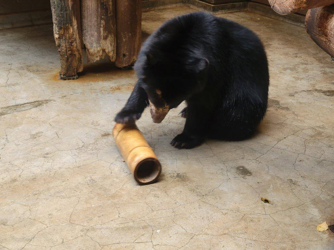 サブ運動場に移動させた竹筒フィーダーを上手に使う美雪③