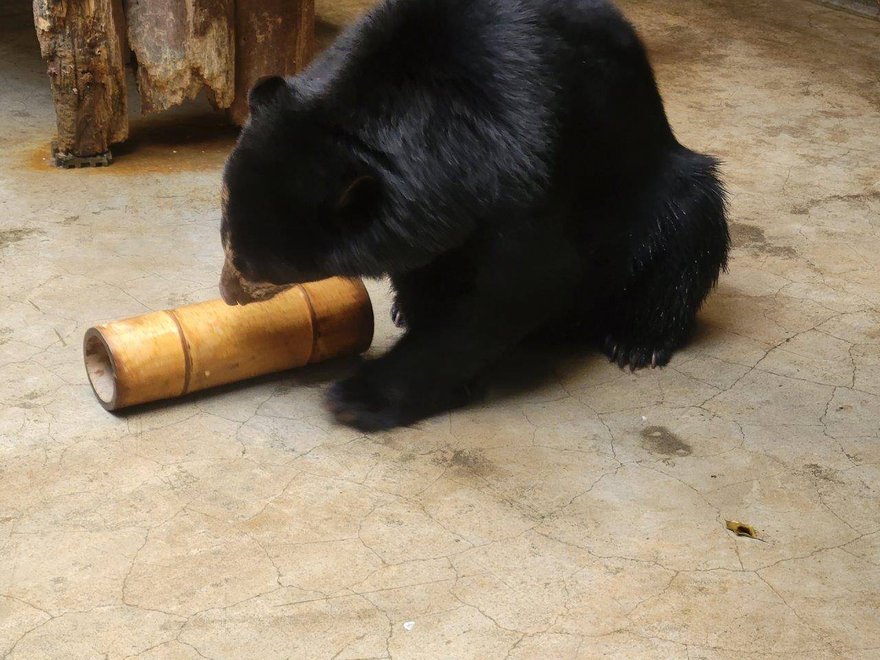 サブ運動場に移動させた竹筒フィーダーを上手に使う美雪④