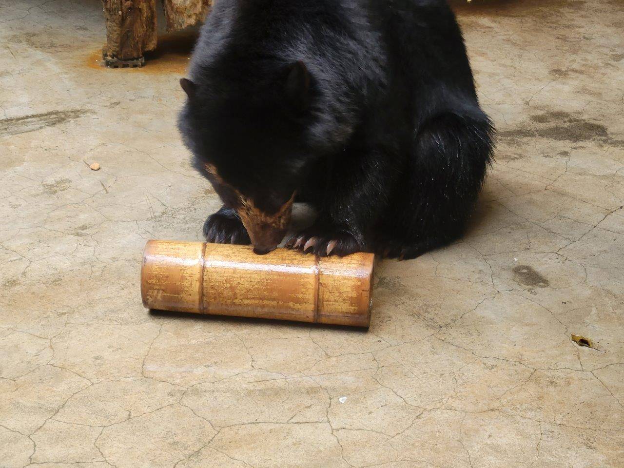 サブ運動場に移動させた竹筒フィーダーを上手に使う美雪⑤