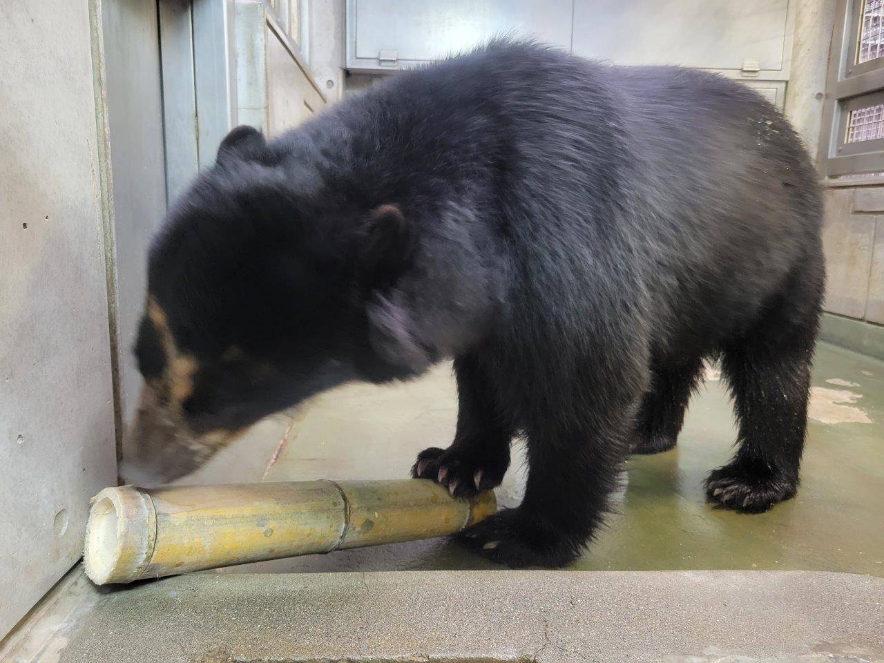 竹筒フィーダーを匂う雪雄