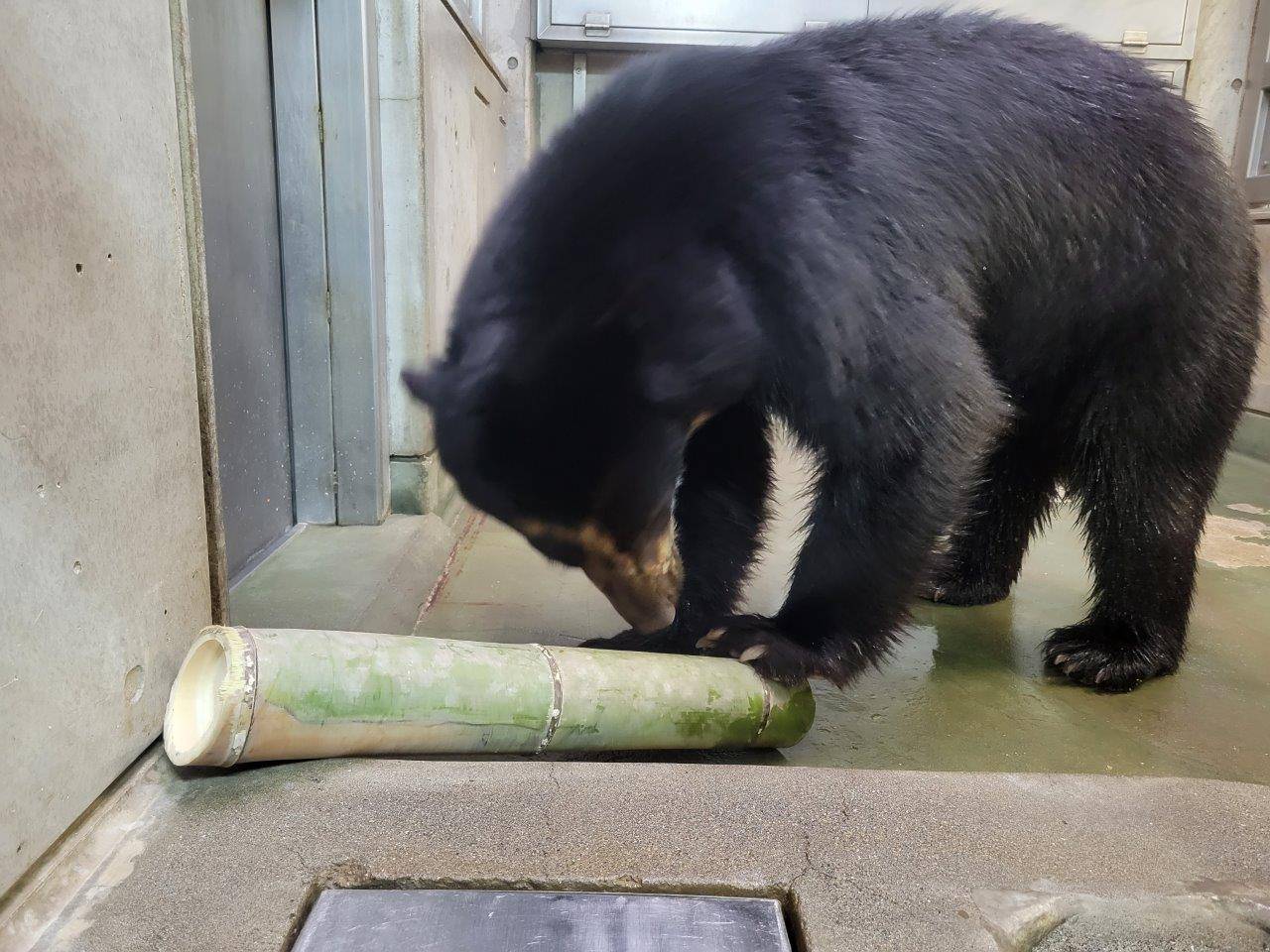竹筒フィーダーを上手に転がし、中のペレットを出す雪雄②