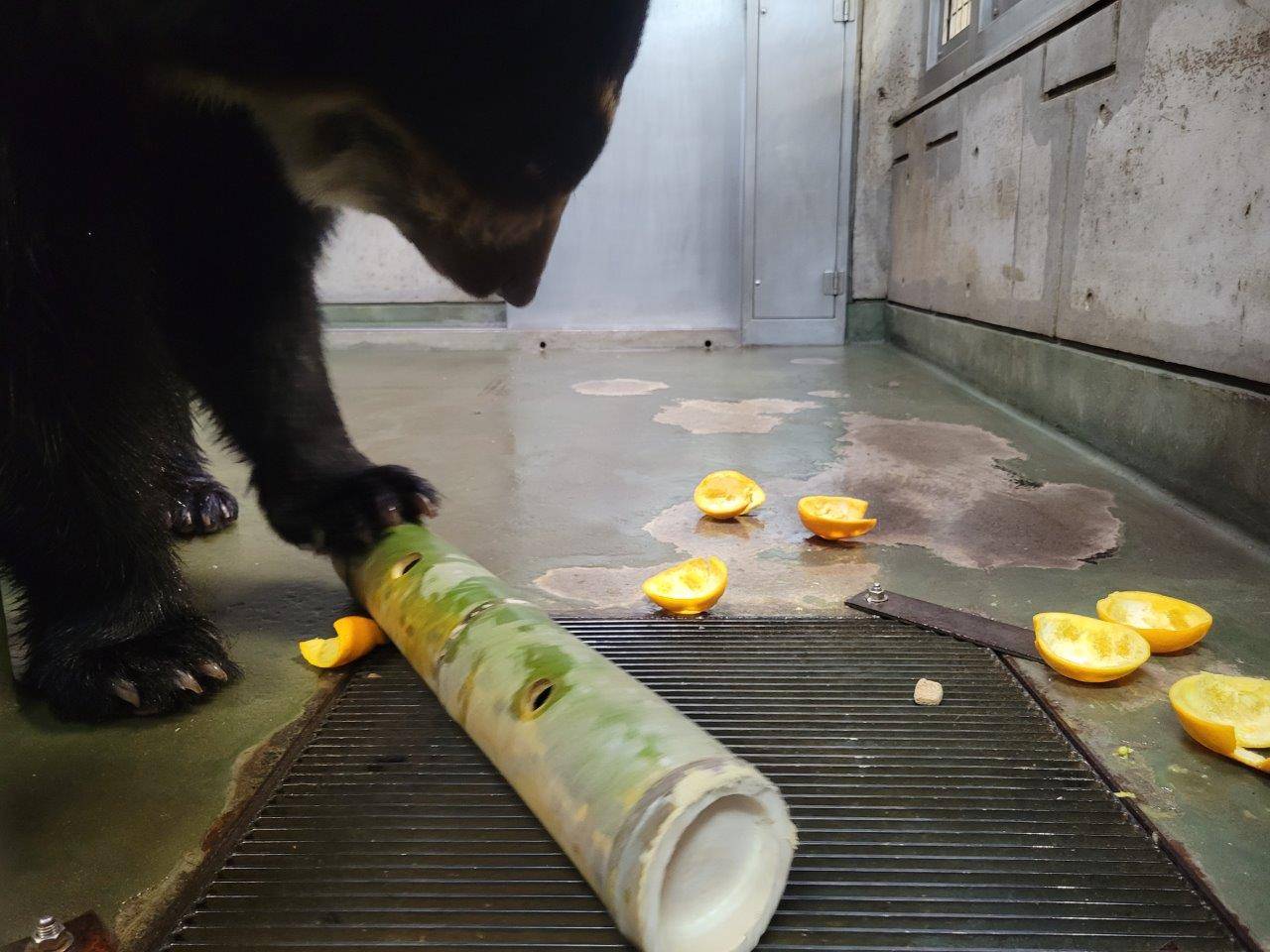 竹筒フィーダーを上手に転がし、中のペレットを出す雪雄③