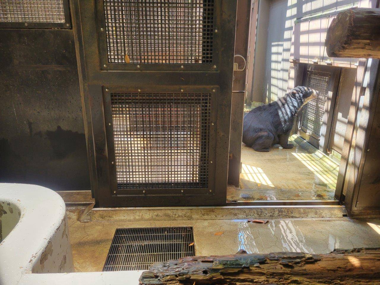 扉を開けて、ルイスのサブ運動場に入れるようにした状態