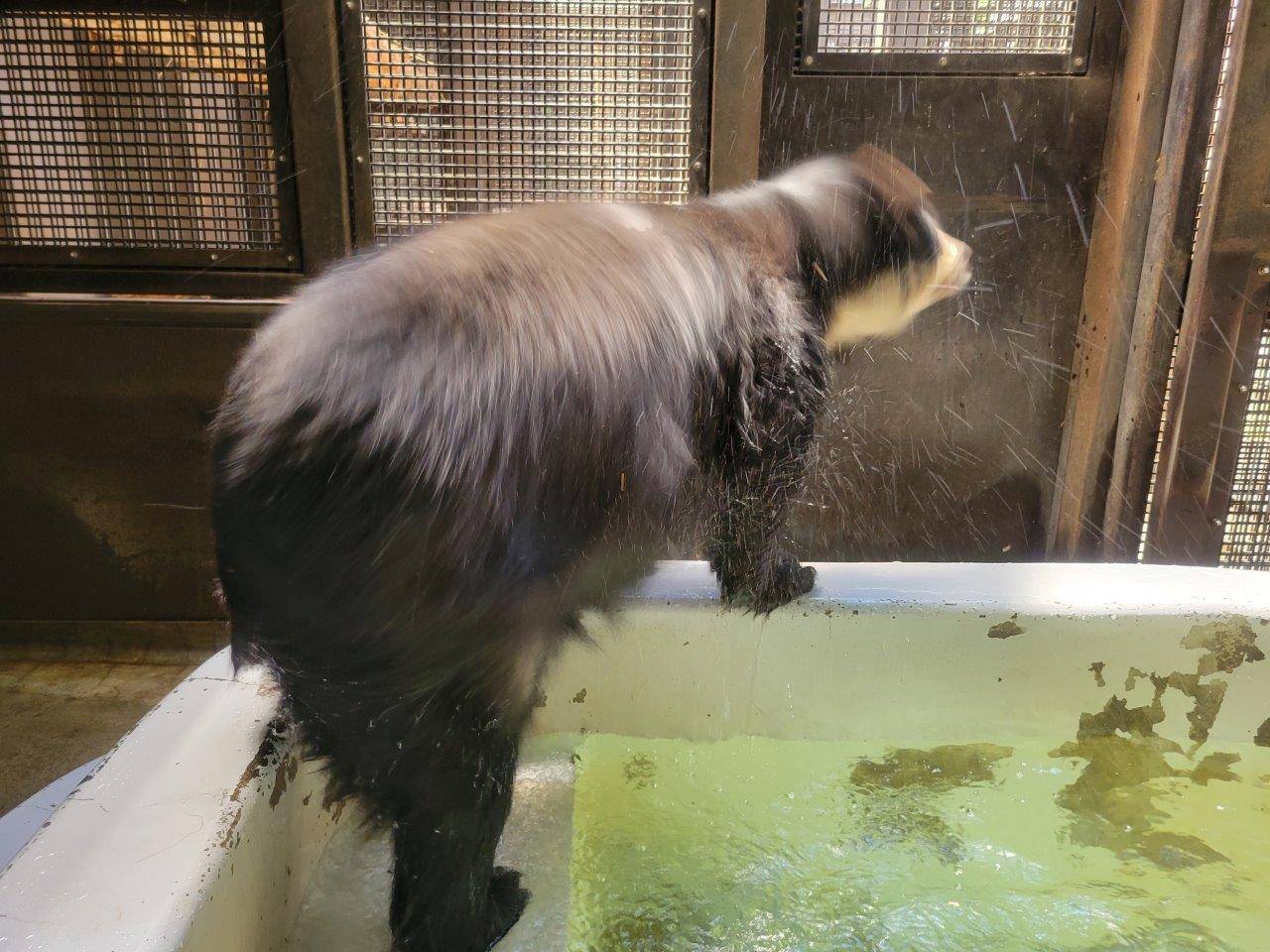 ルイスのプールから上がり、身震いする美雨