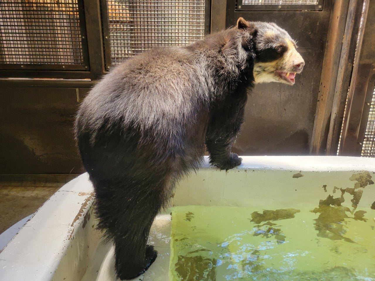 ルイスのプールから上がった美雨