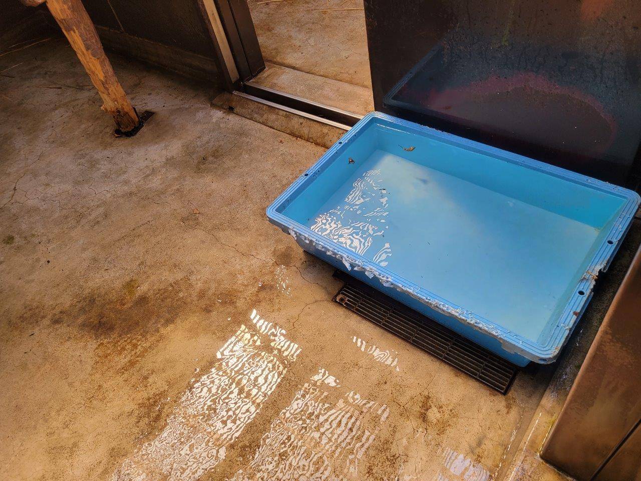 美雨のサブに置いた簡易プール