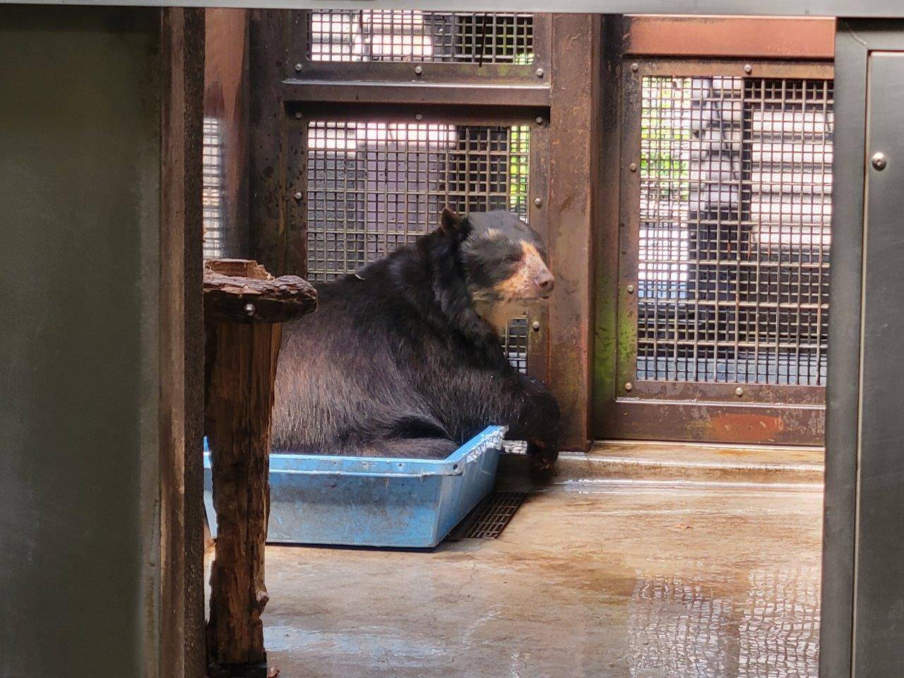 簡易プールに浸かる美雨