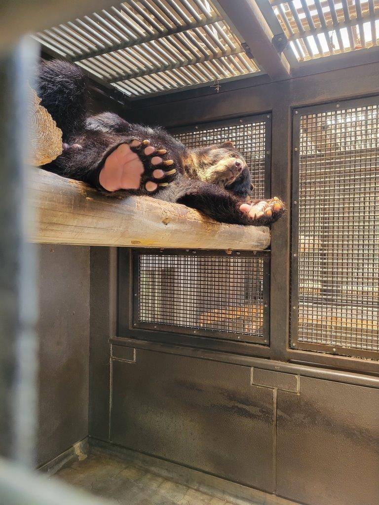 サブ運動場の寝台上で休むルイス①