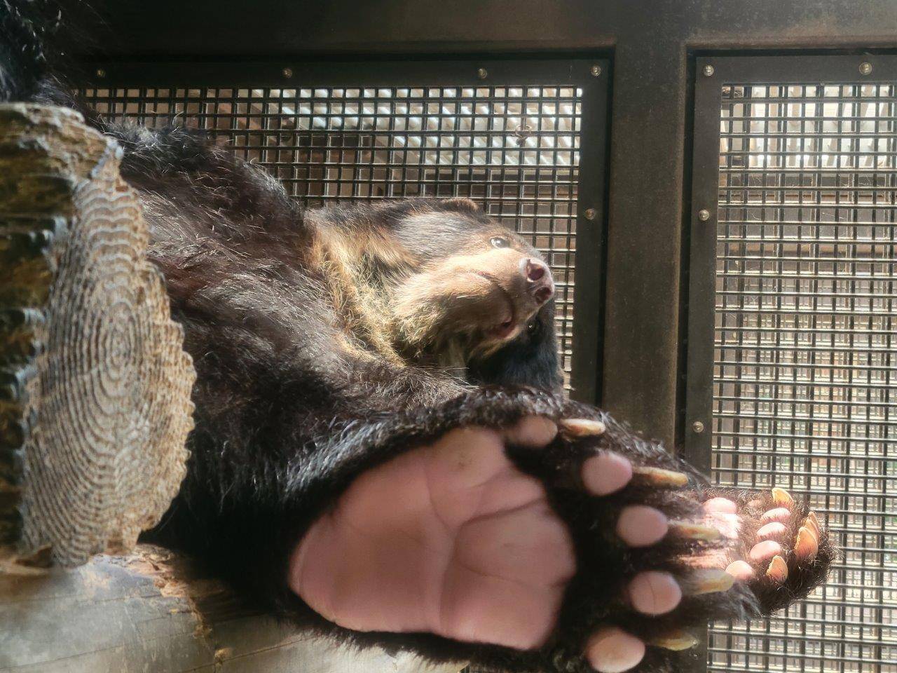 サブ運動場の寝台上で休むルイス②