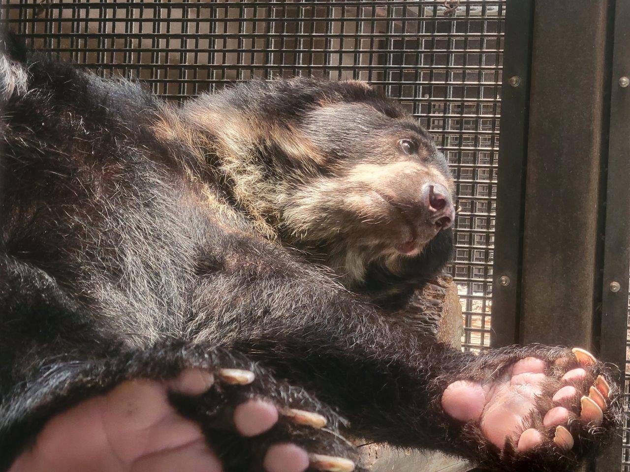 サブ運動場の寝台上で休むルイス③