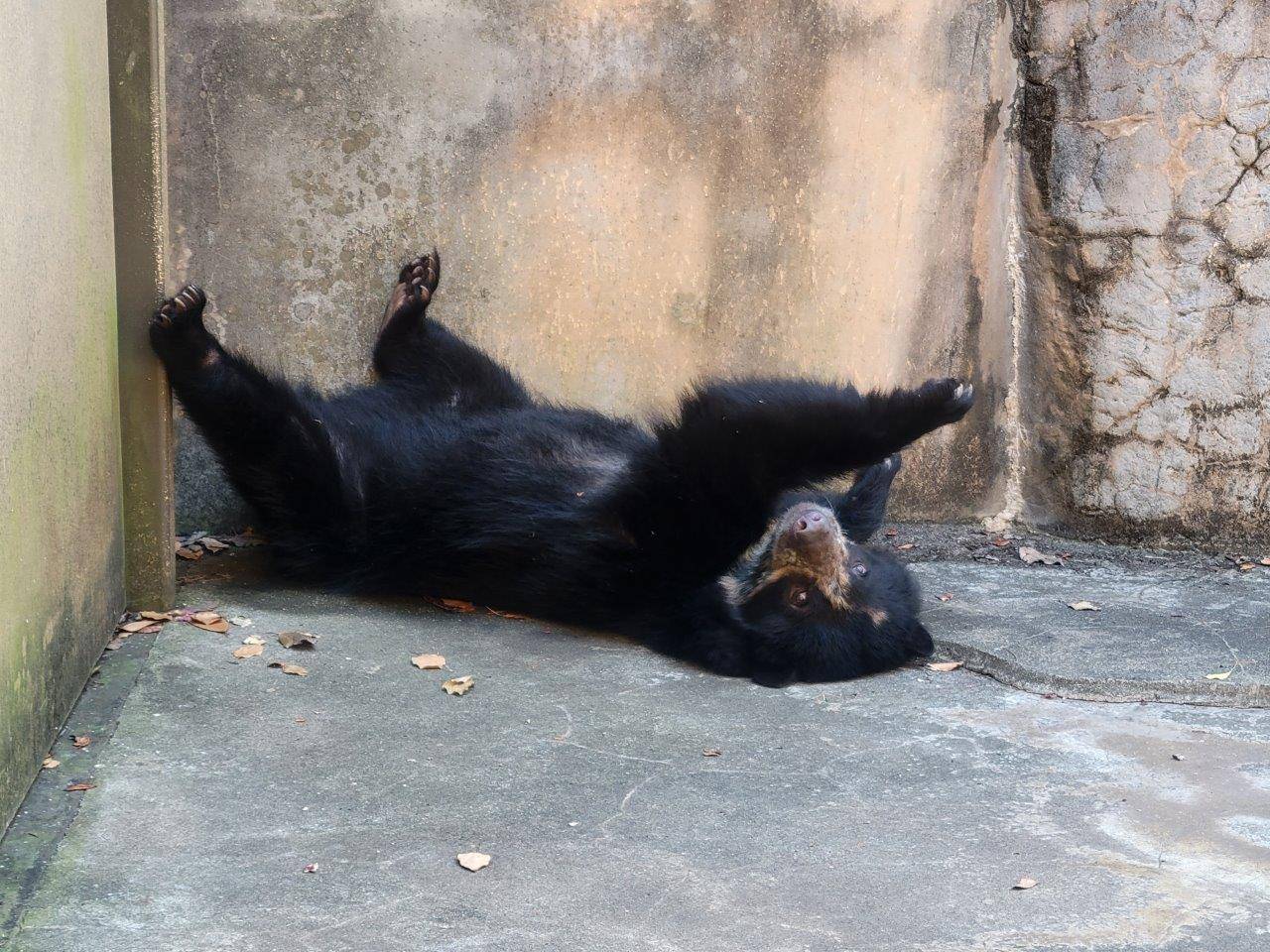 展示場の隅っこの日陰で休む美雪①