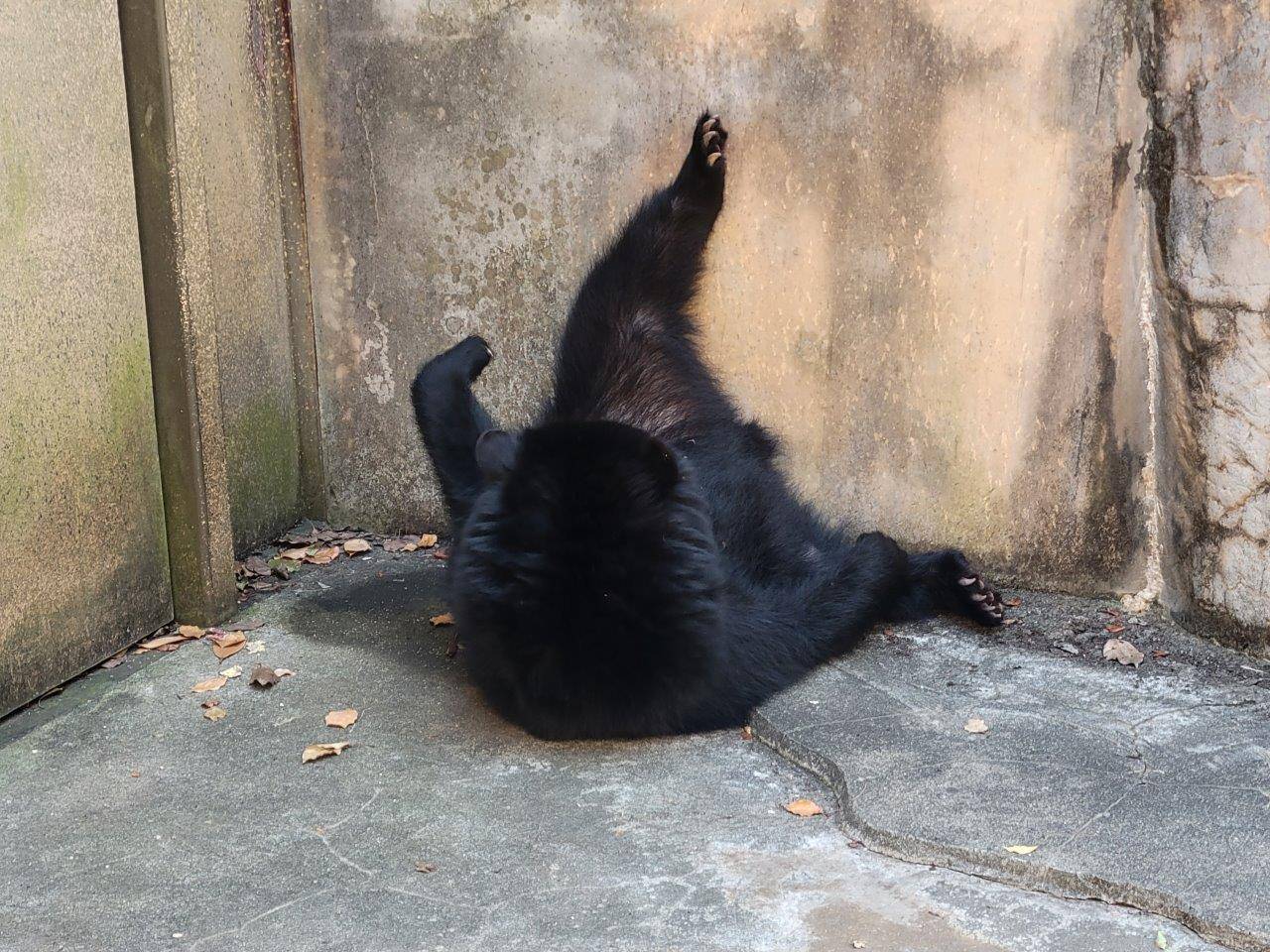 展示場の隅っこの日陰で休む美雪③