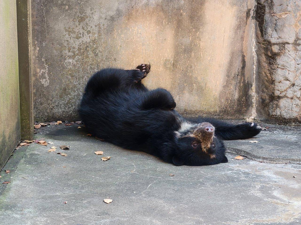 展示場の隅っこの日陰で休む美雪④
