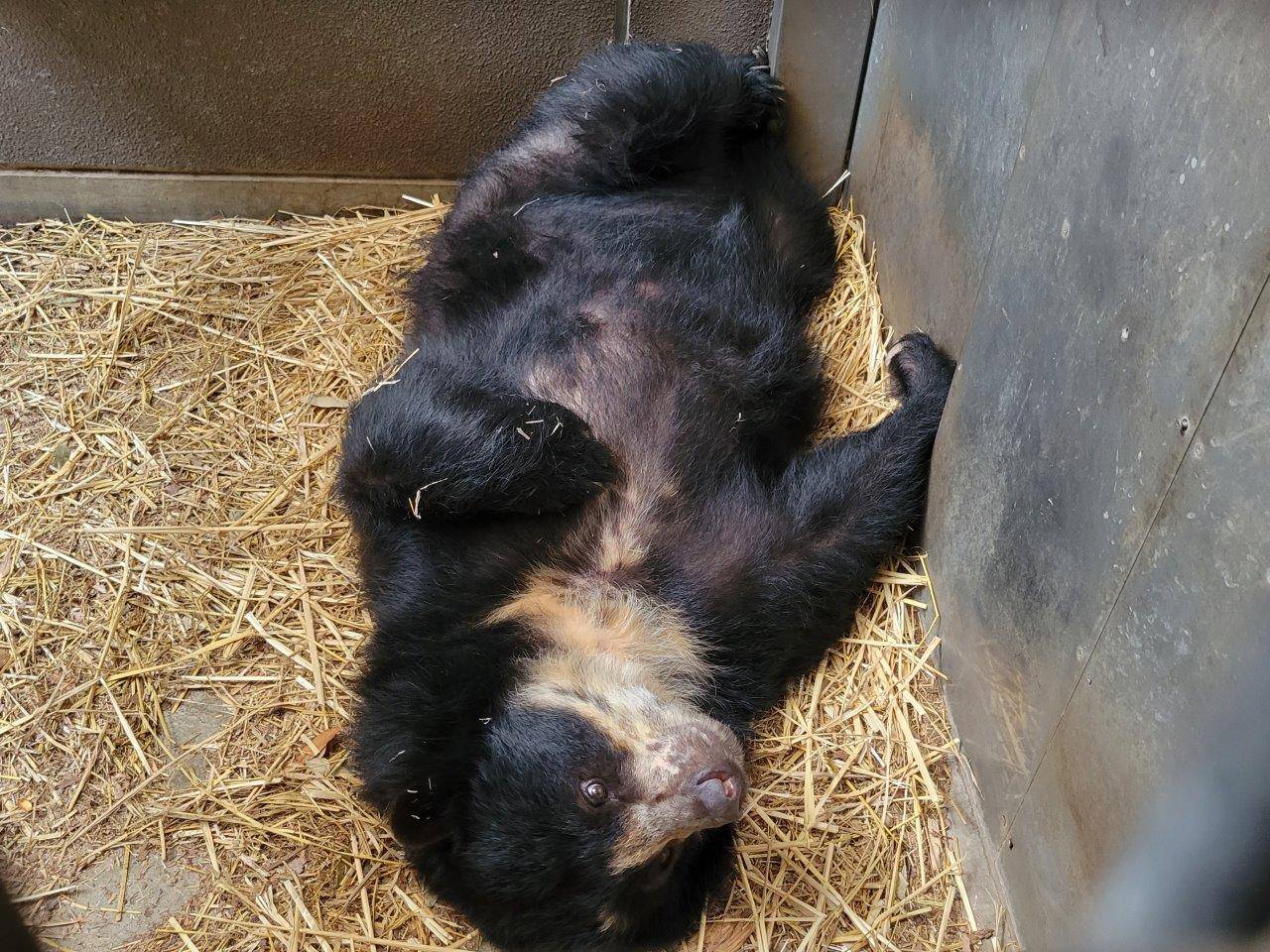サブ運動場の床上で休む美雨