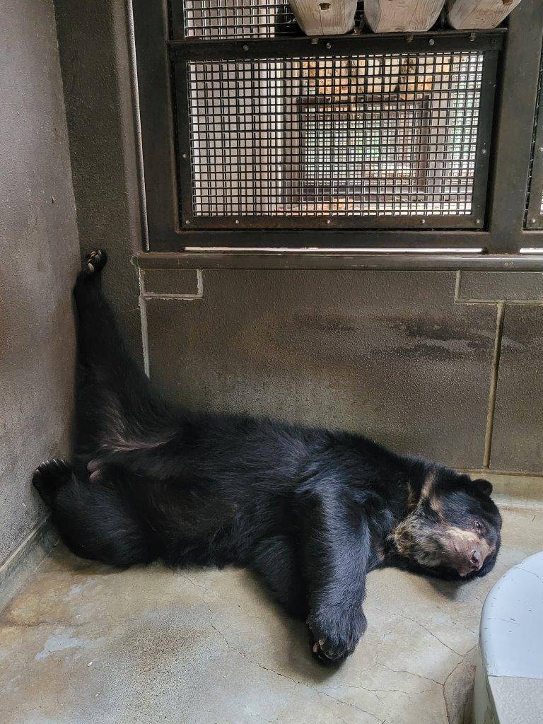 サブ運動場の床上で休むルイス