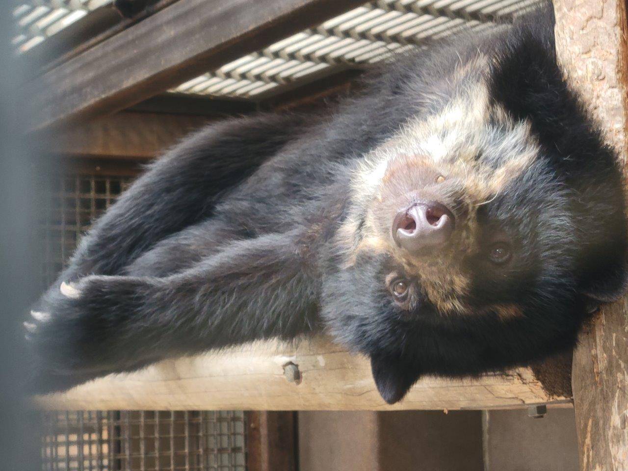 サブ運動場の寝台上で休む美雪①