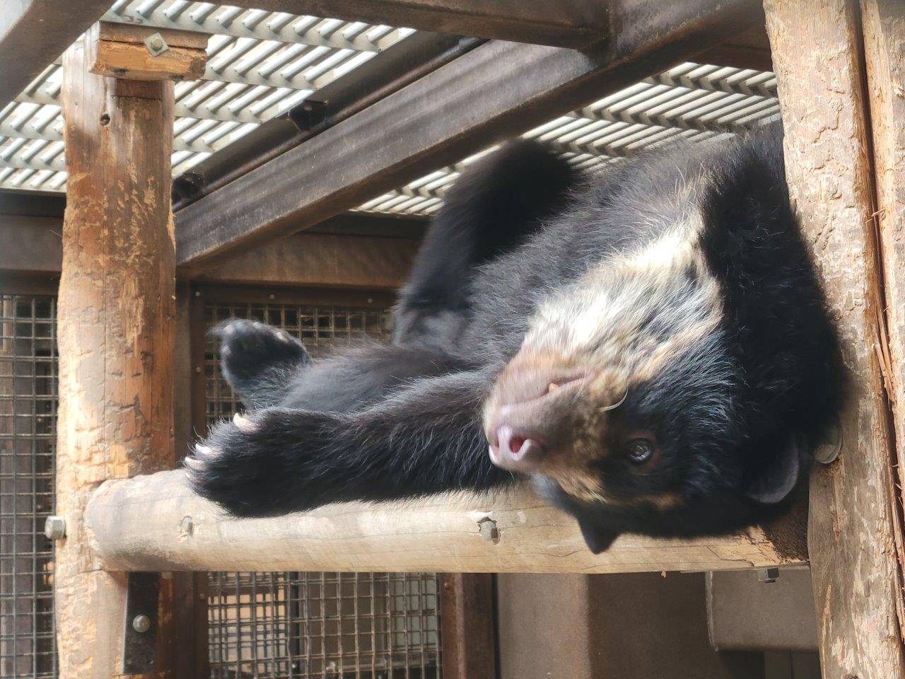サブ運動場の寝台上で休む美雪②
