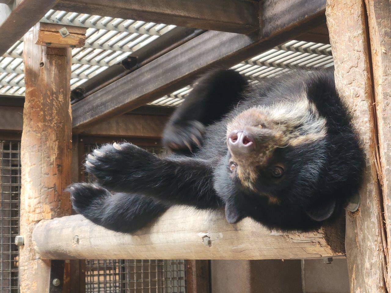 サブ運動場の寝台上で休む美雪③