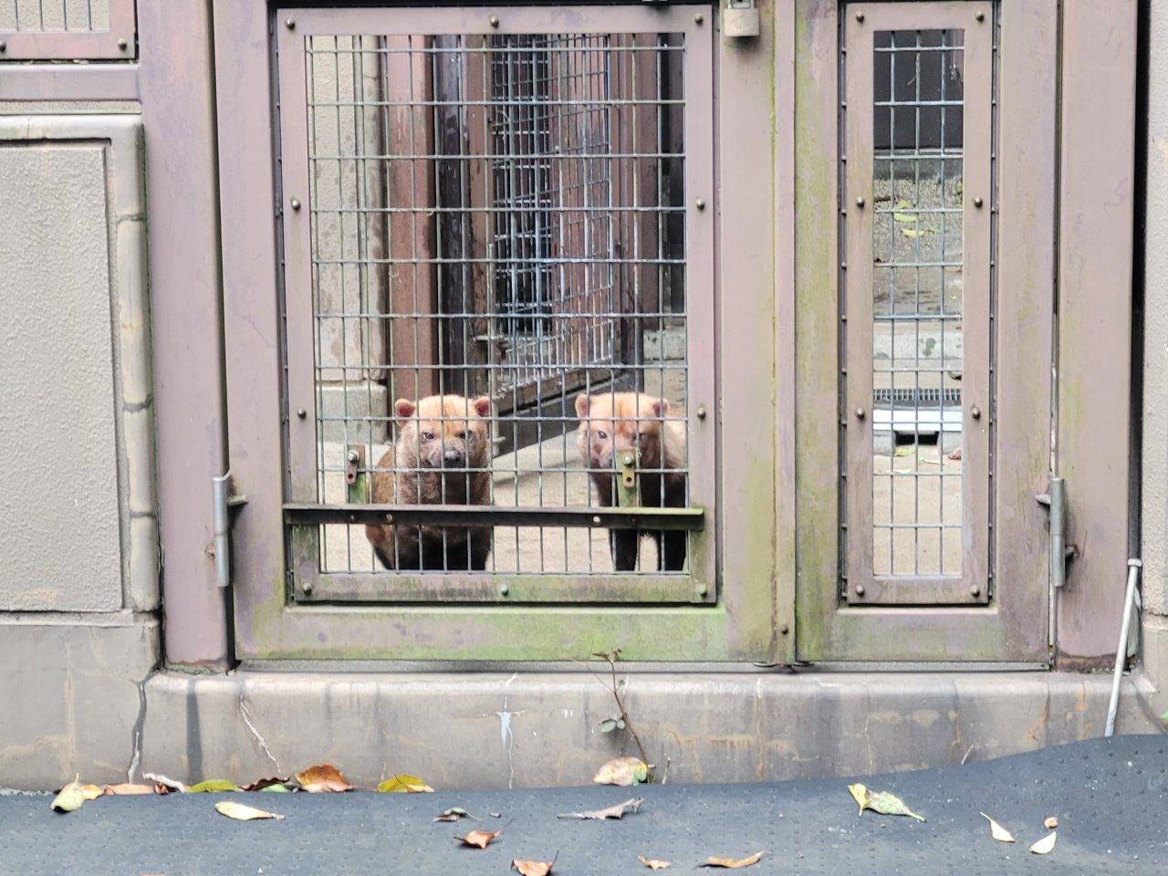 担当者を見るパパマルとスマイラー①