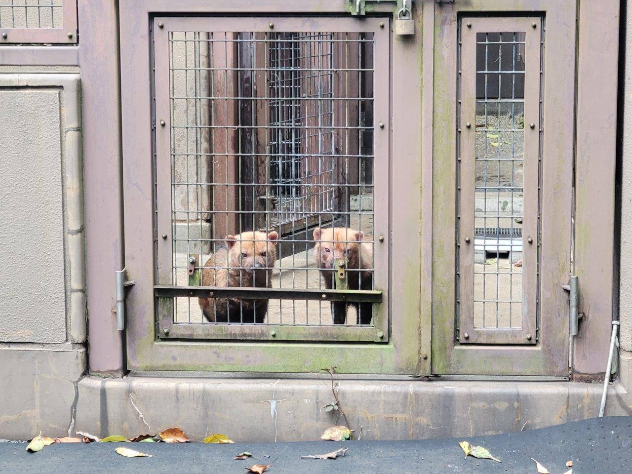 担当者を見るパパマルとスマイラー②