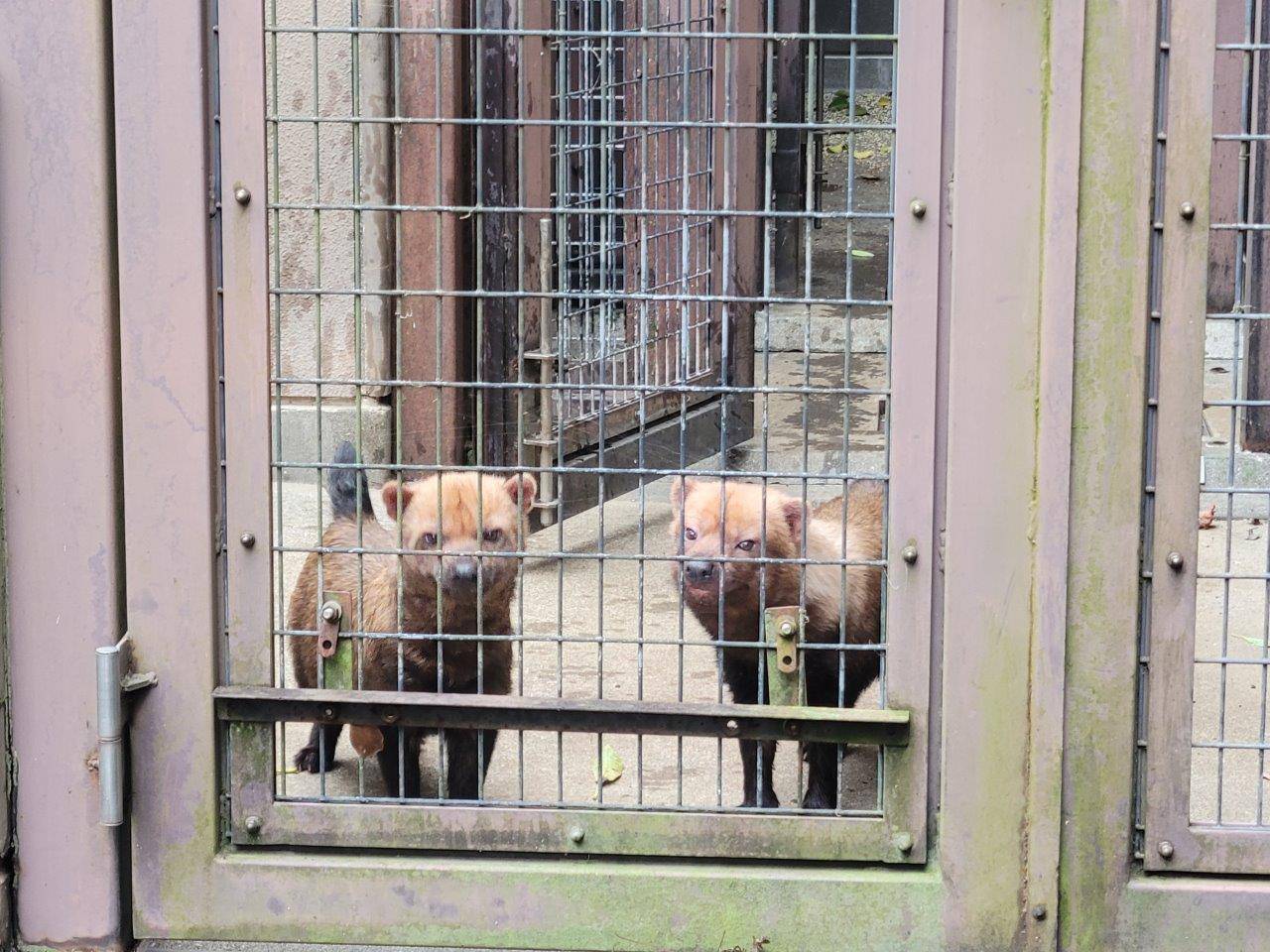 担当者を見るパパマルとスマイラー③