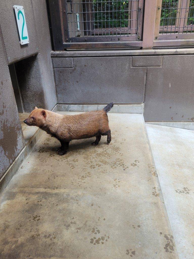 サブ運動場で扉が開くのを待つスマイラー