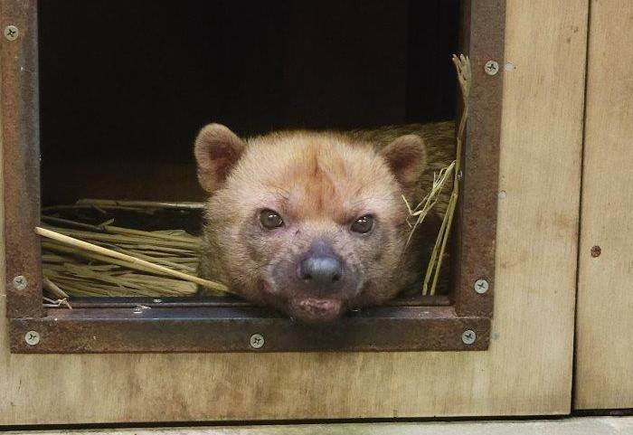 巣箱から顔を出すスマイラー