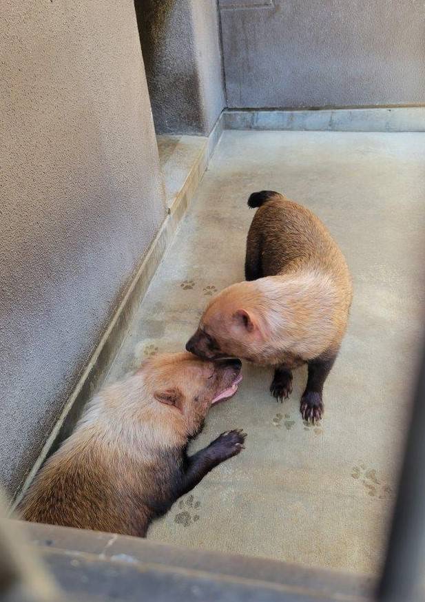 最後の展示が終わり、サブ運動場に戻って来たパパマルとスマイラー