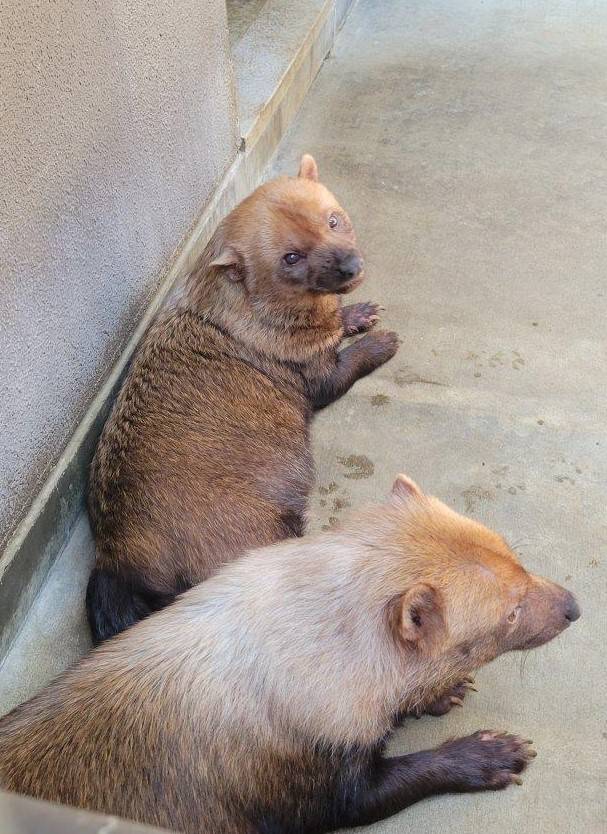 最後の展示が終わり、サブ運動場でパパマルと休むスマイラー③