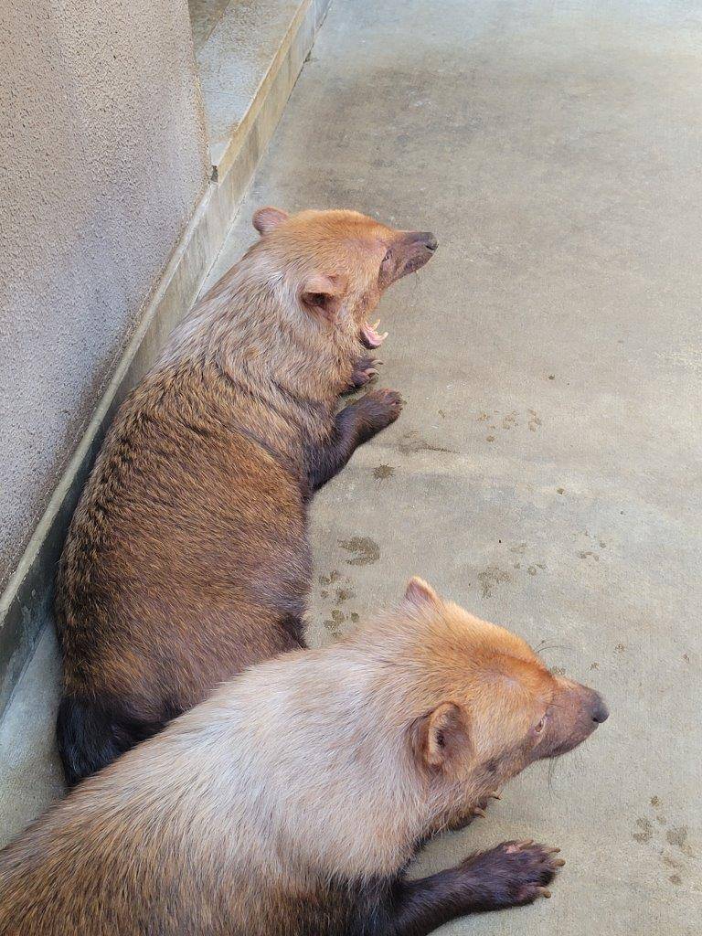 最後の展示が終わり、サブ運動場でパパマルと休むスマイラー④