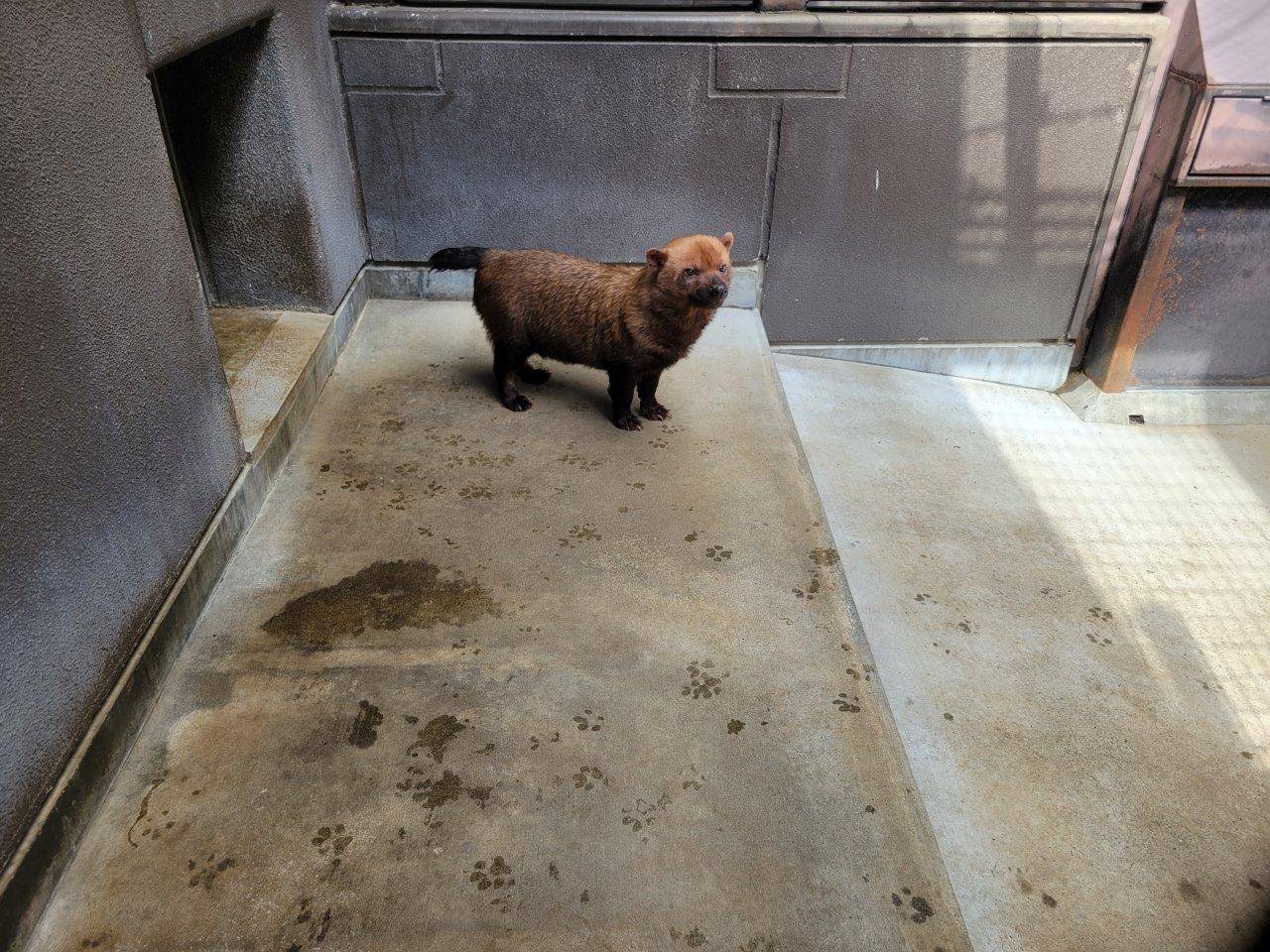 寝室に入れてくれるのを待つスマイラー①