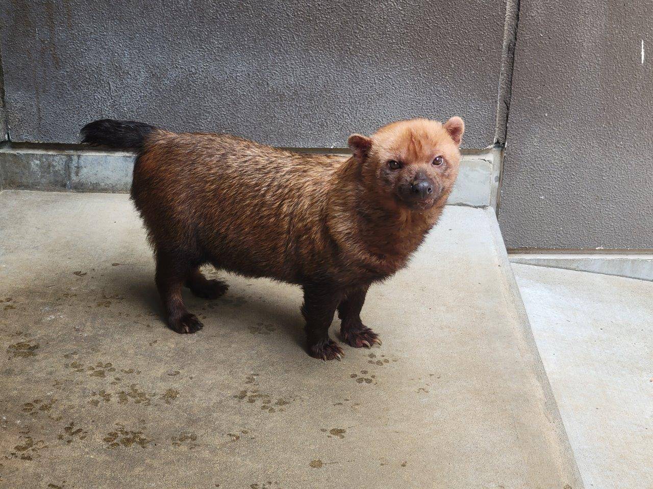 寝室に入れてくれるのを待つスマイラー②