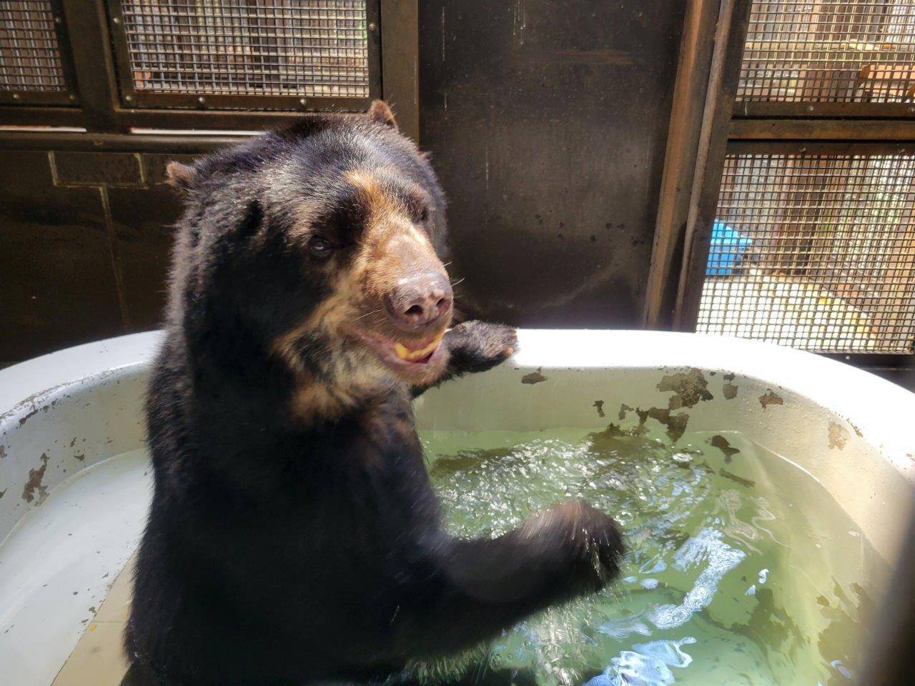 入れたての冷たいプールで身体を冷やすルイス①