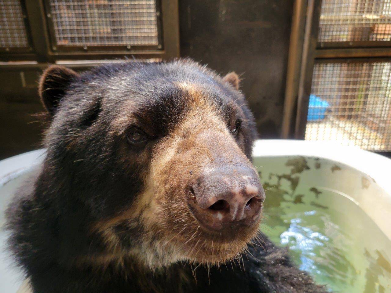 冷たい新しい水になったプールに入るルイス