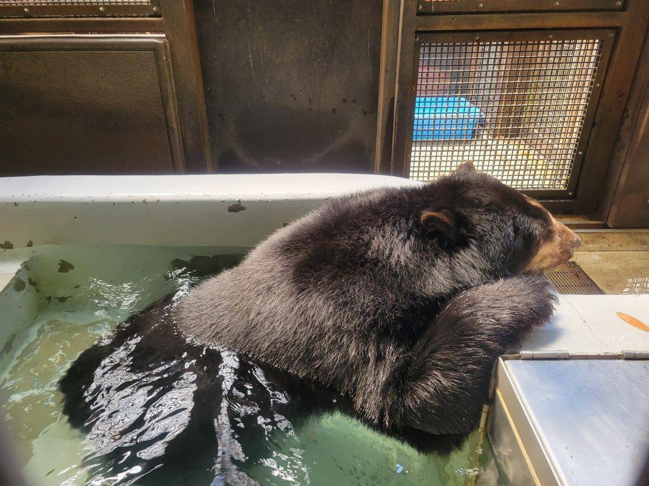 入れたての冷たいプールで身体を冷やすルイス②