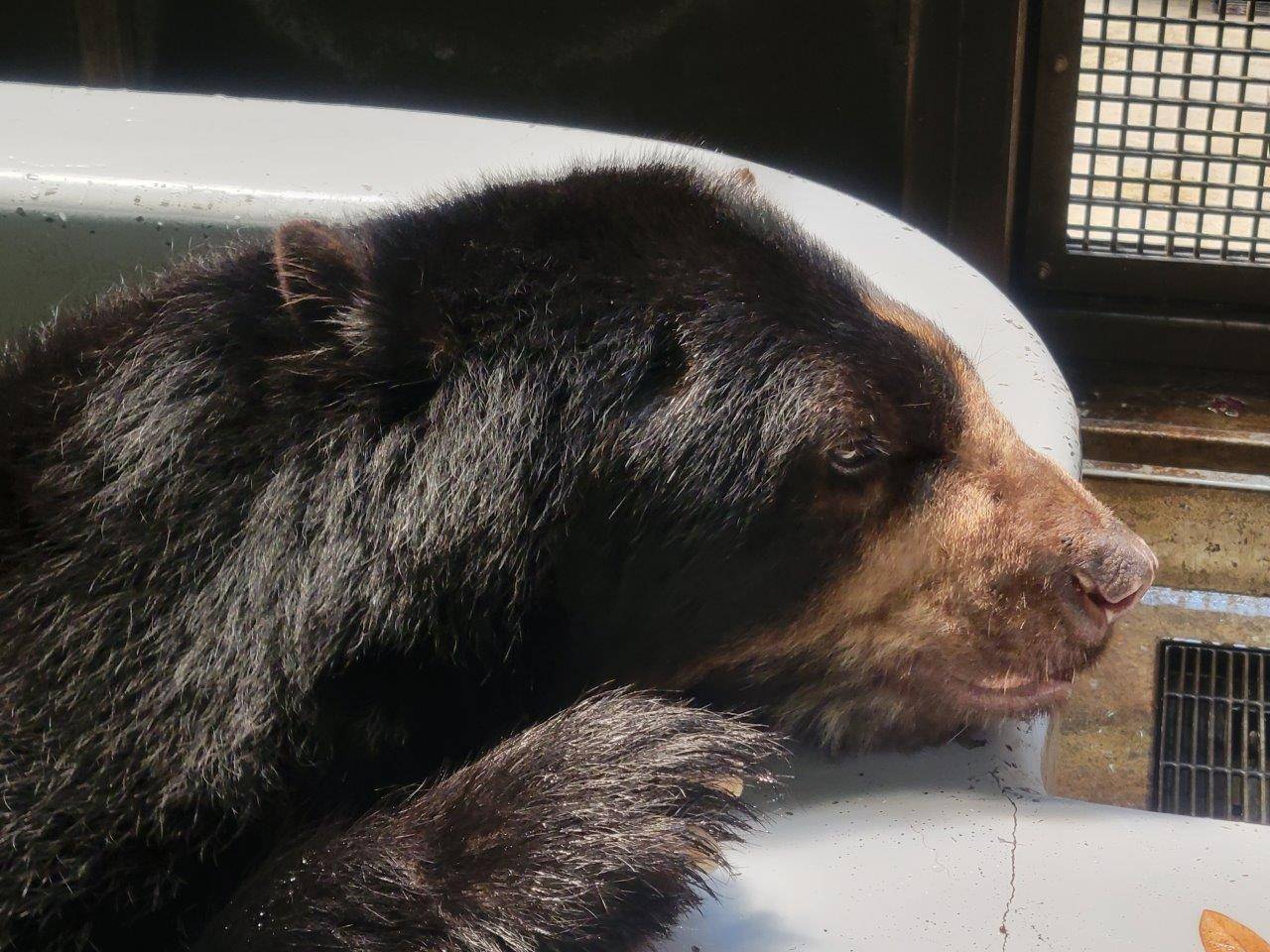 入れたての冷たいプールで身体を冷やすルイス③