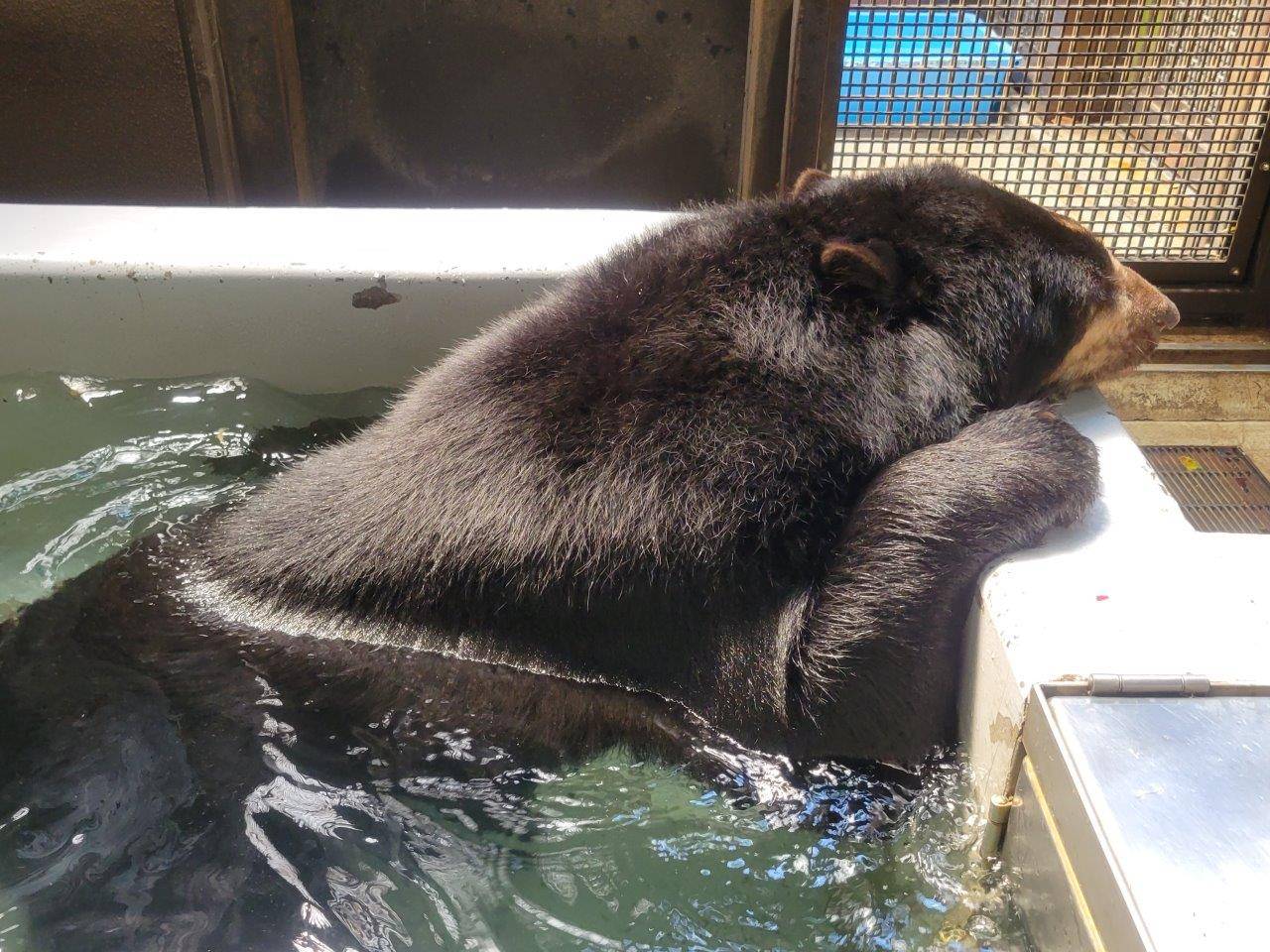 入れたての冷たいプールで身体を冷やすルイス④