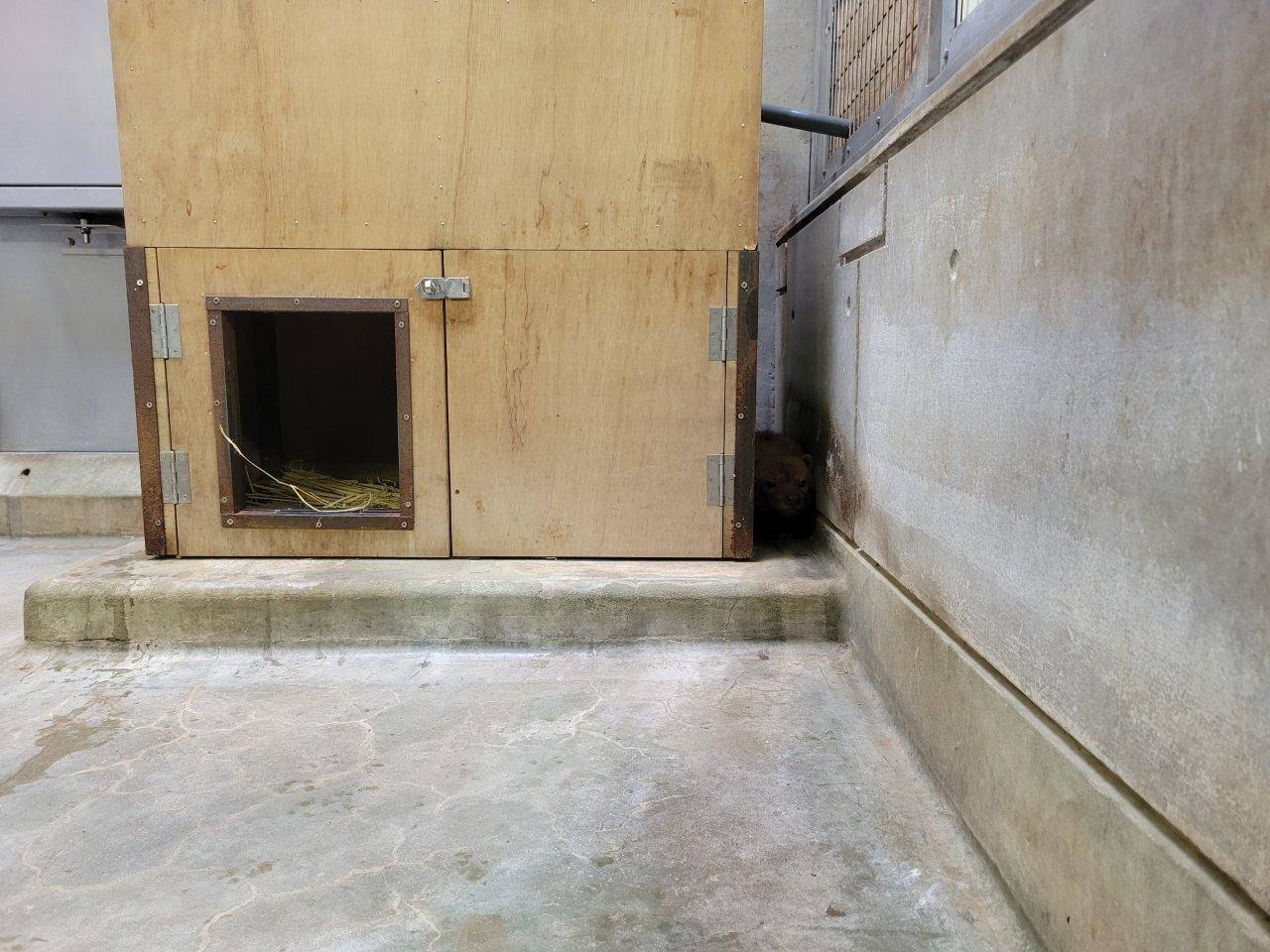 ヤブイヌ舎で、巣箱と壁の隙間に隠れるカノン