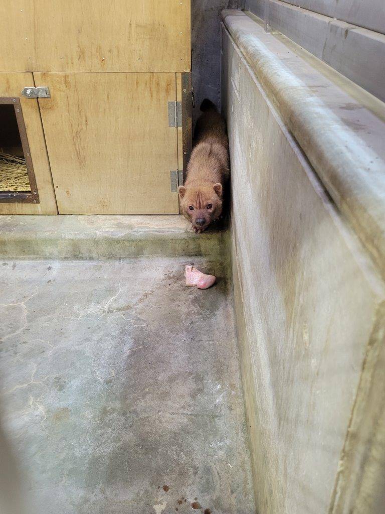 移動して数時間後に餌を気にするカノン