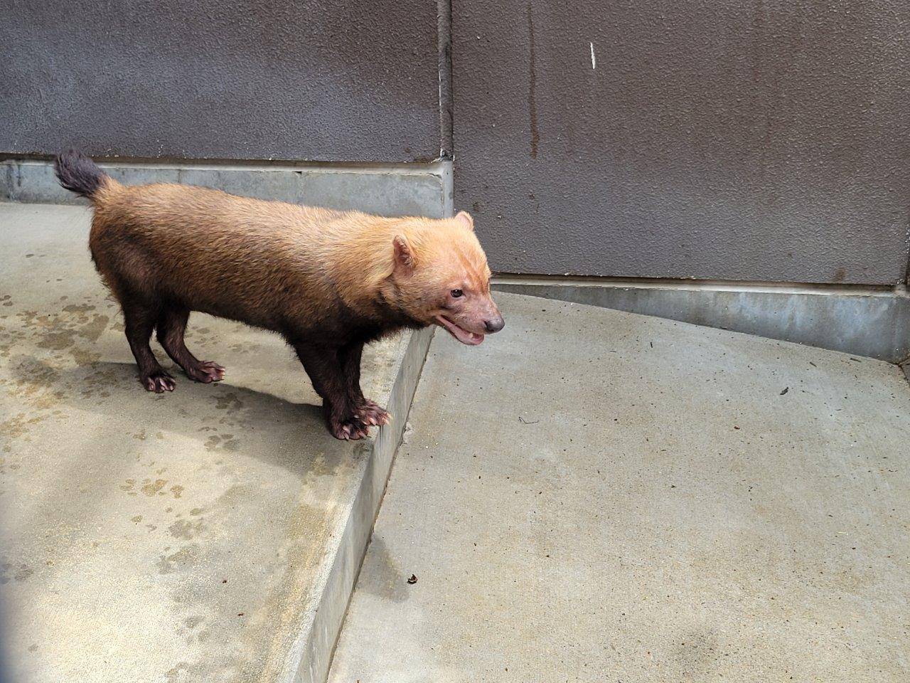 サブ運動場に出たカノン