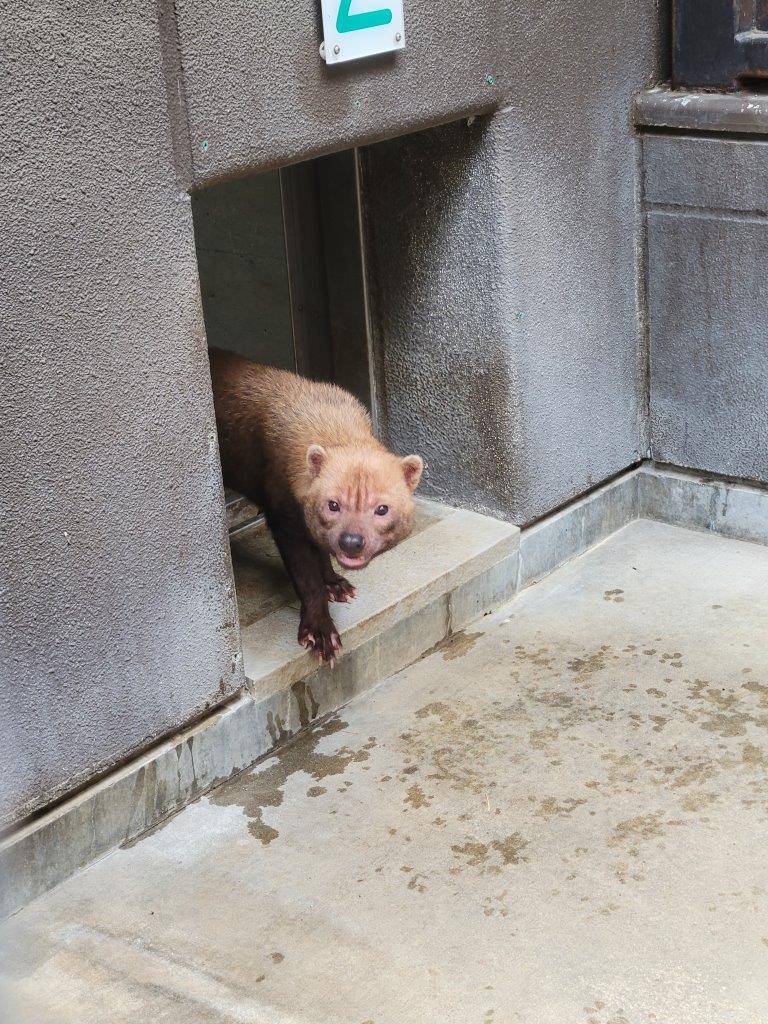 寝室からサブ運動場に出て来たカノン