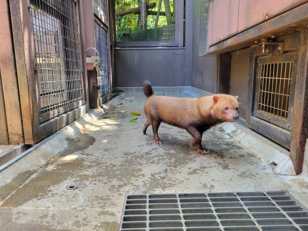 シュートを駆け回るカノン