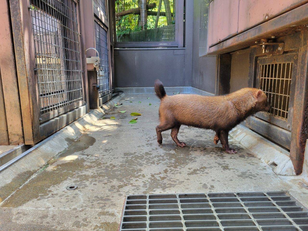 シュートから展示場を気にするカノン