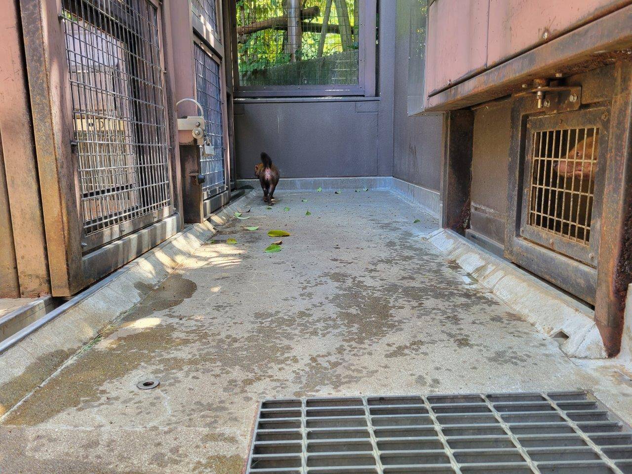 シュートをうろつくカノンを展示場から気にするパパマル①